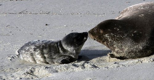 Seal-Mommy-and-Baby.jpg